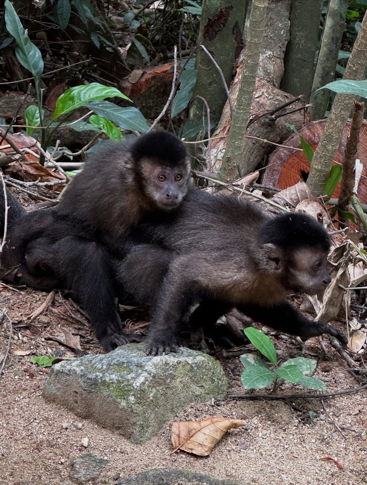 Zwei Affen im Wald mitten in Rio de Janeiro