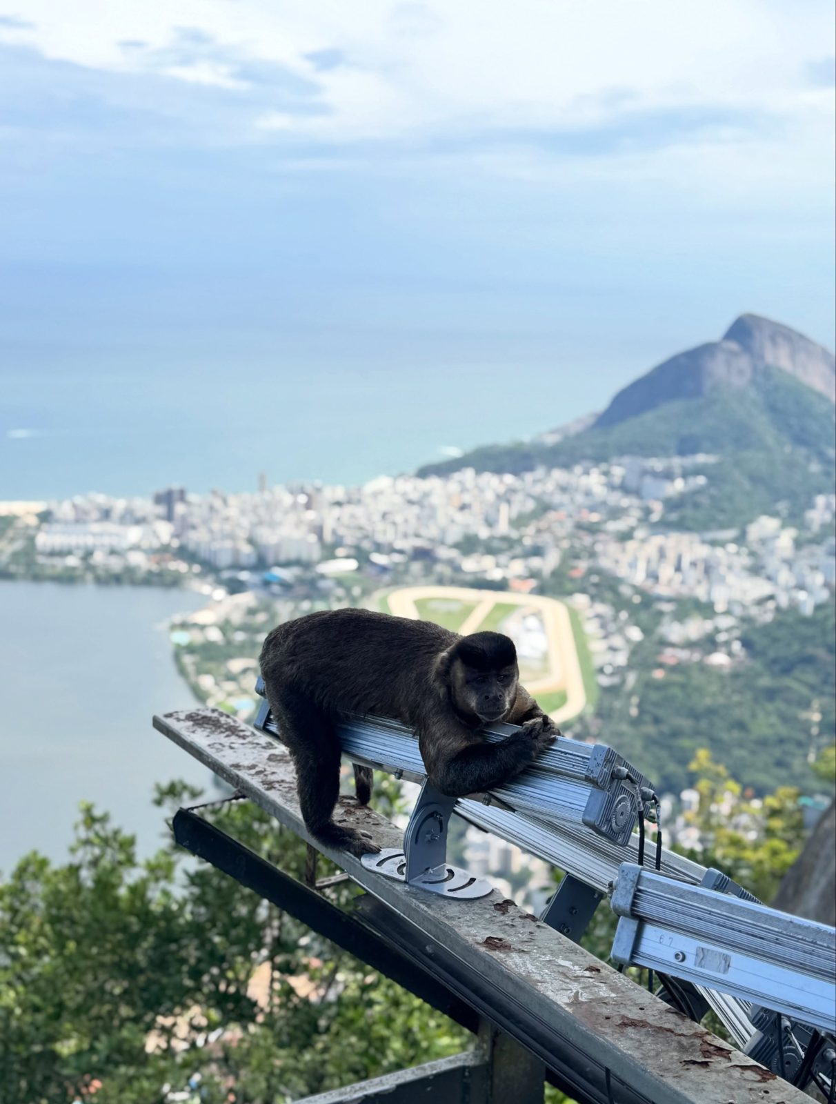 Aussicht vom Corcovado mit einem Affen auf dem Geländer